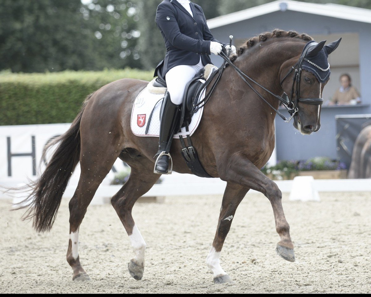 dressage horse Frosch Deluxe (Hanoverian, 2015, from Flanell)