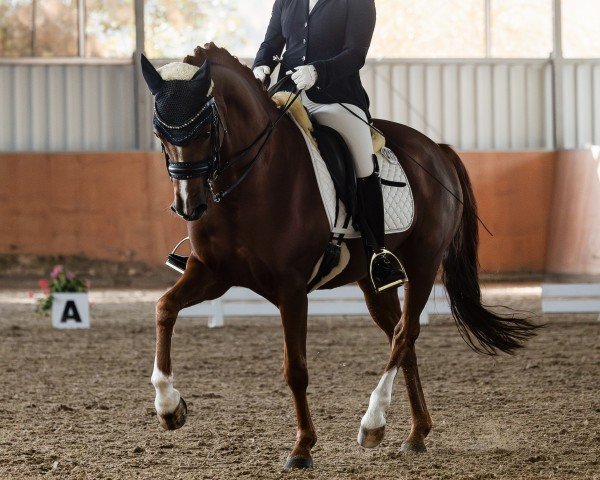 dressage horse Cornetto Deluxe (German Riding Pony, 2014, from Cartier de Deluxe)