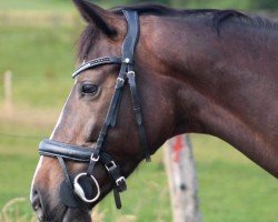 dressage horse Nilette Zelma (KWPN (Royal Dutch Sporthorse), 2018, from Kastel's Grand Galaxy Win)