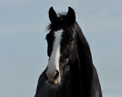 Springpferd Sunny 789 (Württemberger, 2002, von Sir Oldenburg)