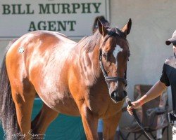 horse Chiefs Blanket xx (Thoroughbred, 2019, from Tapit xx)