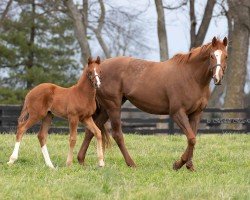 broodmare Secret Sigh xx (Thoroughbred, 2015, from Tapit xx)