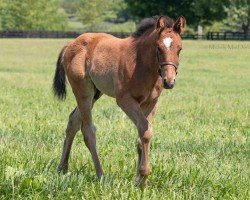 horse Hengst von Into Mischief xx (Thoroughbred, 2024, from Into Mischief xx)