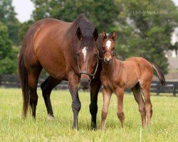 broodmare Golden Award xx (Thoroughbred, 2015, from Medaglia d'Oro xx)