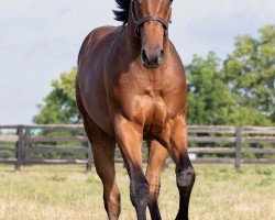 horse Hengst von Nyquist xx (Thoroughbred, 2023, from Nyquist xx)