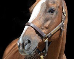 broodmare India xx (Thoroughbred, 2003, from Hennessy xx)