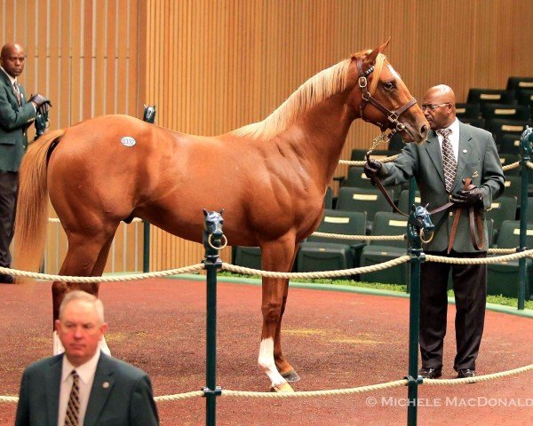 stallion Mozu Ascot xx (Thoroughbred, 2014, from Frankel xx)