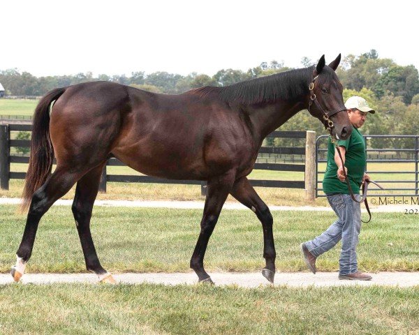 horse Hengst von Street Sense xx (Thoroughbred, 2023, from Street Sense xx)