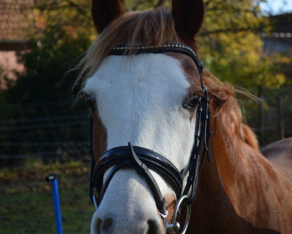 jumper Bella Donna (KWPN (Royal Dutch Sporthorse), 2010)