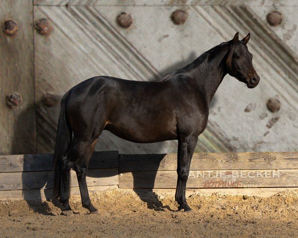 Dressurpferd Keltenfeuer (Trakehner, 2021, von Kwahu)