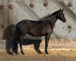 dressage horse Keltenfeuer (Trakehner, 2021, from Kwahu)