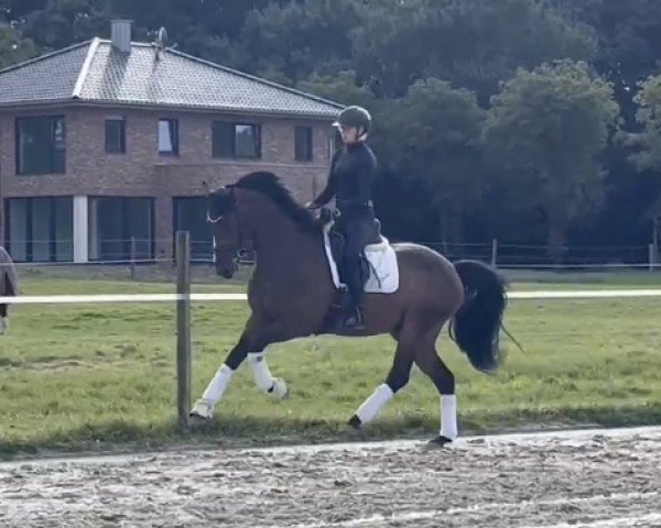 dressage horse Emilio Deluxe (Westphalian, 2020, from Escamillo)