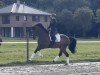 dressage horse Emilio Deluxe (Westphalian, 2020, from Escamillo)