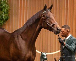 horse Hengst von Uncle Mo xx (Thoroughbred, 2023, from Uncle Mo xx)