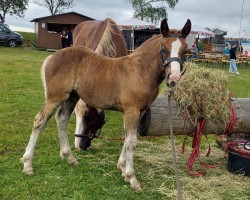 foal by Lobelia (Black Forest Horse, 2024, from Landuin)