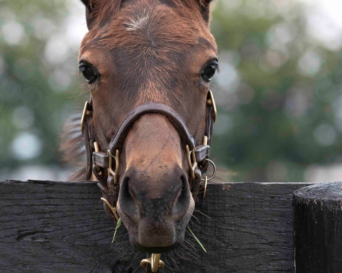 horse Hengst von Not This Time xx (Thoroughbred, 2024, from Not This Time xx)