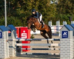 jumper Cogginge (Hanoverian, 2017, from Chacoon Blue)