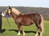 broodmare Musica (Black Forest Horse, 2009, from Vogt)