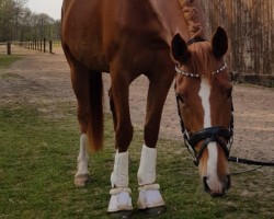 dressage horse Belaja (Hanoverian, 2015, from Bonifatius)