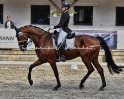 dressage horse Sir Kingsley (Hanoverian, 2016, from Sir Heinrich OLD)