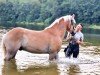 dressage horse Baldo (Haflinger, 2017, from Borneo)