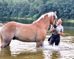 Dressurpferd Baldo (Haflinger, 2017, von Borneo)