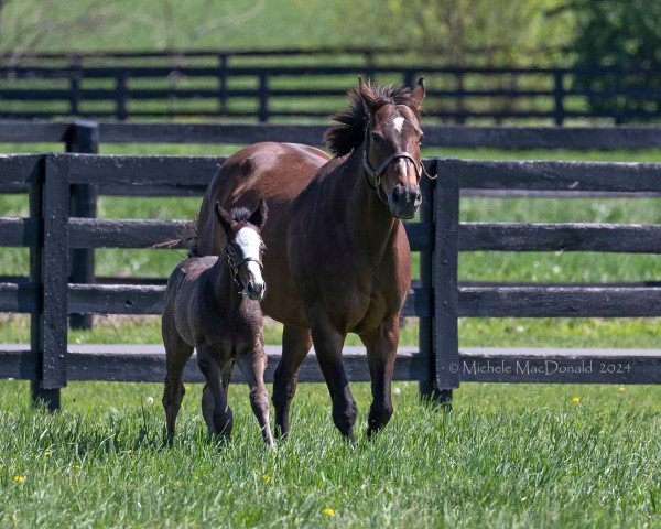 broodmare Holiday Music xx (Thoroughbred, 2014, from Harlan's Holiday xx)