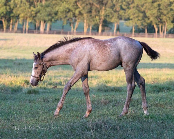 foal by Hengst von Tapit xx (Thoroughbred, 2024, from Tapit xx)