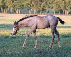 horse Hengst von Tapit xx (Thoroughbred, 2024, from Tapit xx)