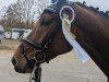 jumper Carlson 167 (Oldenburg show jumper, 2020, from Cantos 23)