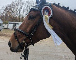 jumper Carlson 167 (Oldenburg show jumper, 2020, from Cantos 23)