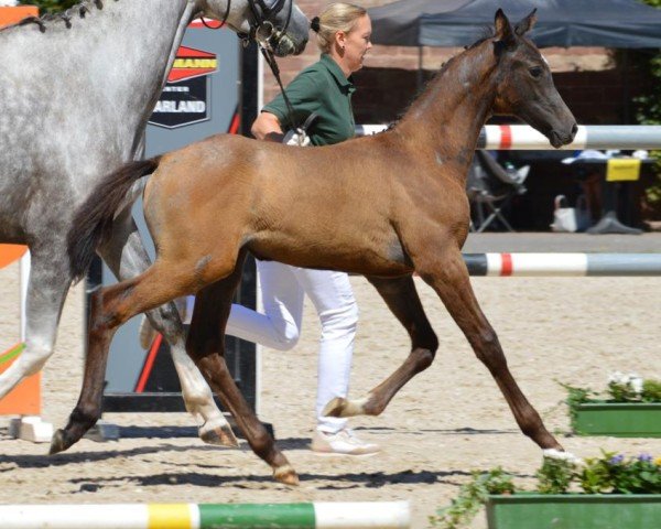 Fohlen von Corida M (Zweibrücker, 2024, von Corrinaro)