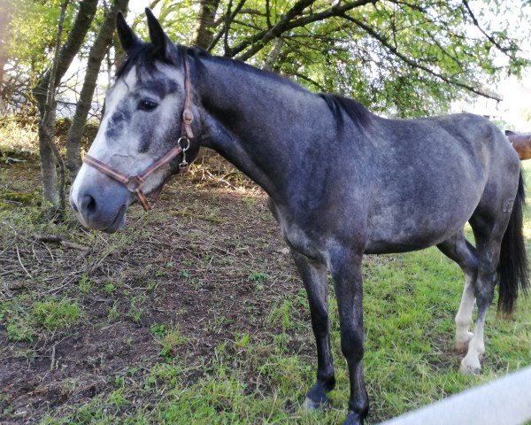 Springpferd Escada de Gatterburg (Deutsches Sportpferd, 2016, von Embassy 6)