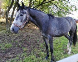 jumper Escada de Gatterburg (German Sport Horse, 2016, from Embassy 6)