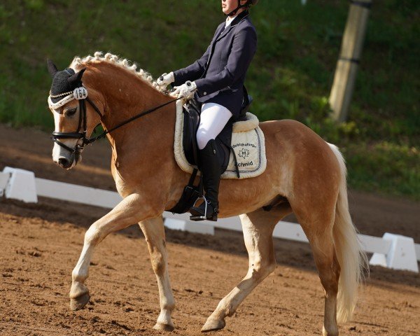 horse Norino Gold (Edelbluthaflinger, 2018, from Neymar (9,375% ox))