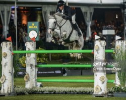 stallion Casillas van de Helle (Holsteiner, 2012, from Casall Ask)