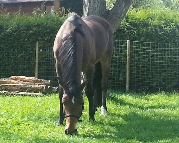 horse Visconti's Dragon (German Riding Pony, 2004, from Visconti)