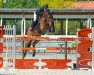 jumper Don Gouan (Belgian Warmblood, 2003, from Nagano)