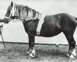 broodmare Paphos RS 19771 (Rhenish-German Cold-Blood, 1922, from Helios RZ 116)