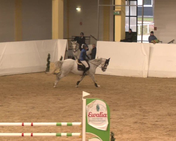 Reitturnier Stadl-Paura 2024