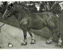 Zuchtstute Lore von Golzheim (Rheinisch-Deutsches Kaltblut, 1916, von Néron de Buzet)