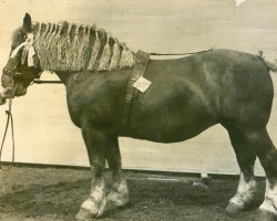 broodmare Gondel II (Rhenish-German Cold-Blood, 1913, from Favori)