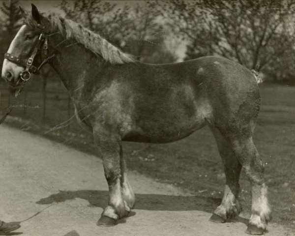 broodmare Quote von Golzheim (Rhenish-German Cold-Blood, 1923, from Nitti von Golzheim)