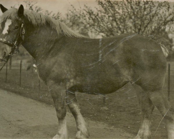 broodmare Qualität von Golzheim (Rhenish-German Cold-Blood, 1922, from Nitti von Golzheim)