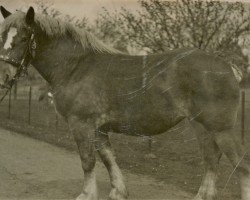 Zuchtstute Qualität von Golzheim (Rheinisch-Deutsches Kaltblut, 1922, von Nitti von Golzheim)