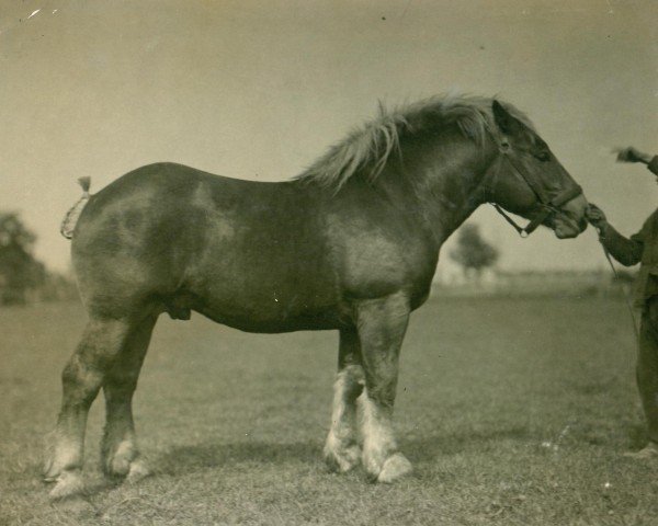 stallion Lohengrin von Golzheim (Rhenish-German Cold-Blood, 1925, from Songe d'Or)