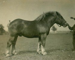 Deckhengst Lohengrin von Golzheim (Rheinisch-Deutsches Kaltblut, 1925, von Songe d'Or)