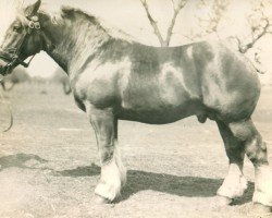 stallion Unus von Golzheim 938 (Rhenish-German Cold-Blood, 1929, from Songe d'Or)