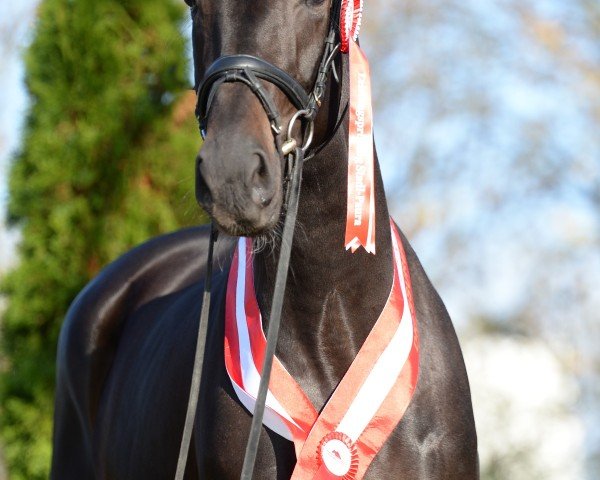 Dressurpferd Darcey MW (Österreichisches Warmblut, 2021, von Livaldon)