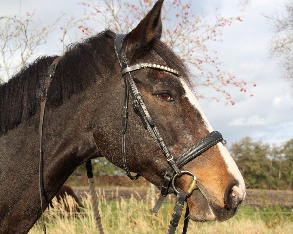 horse Bella XV (Trakehner, 2002, from Kantadou)